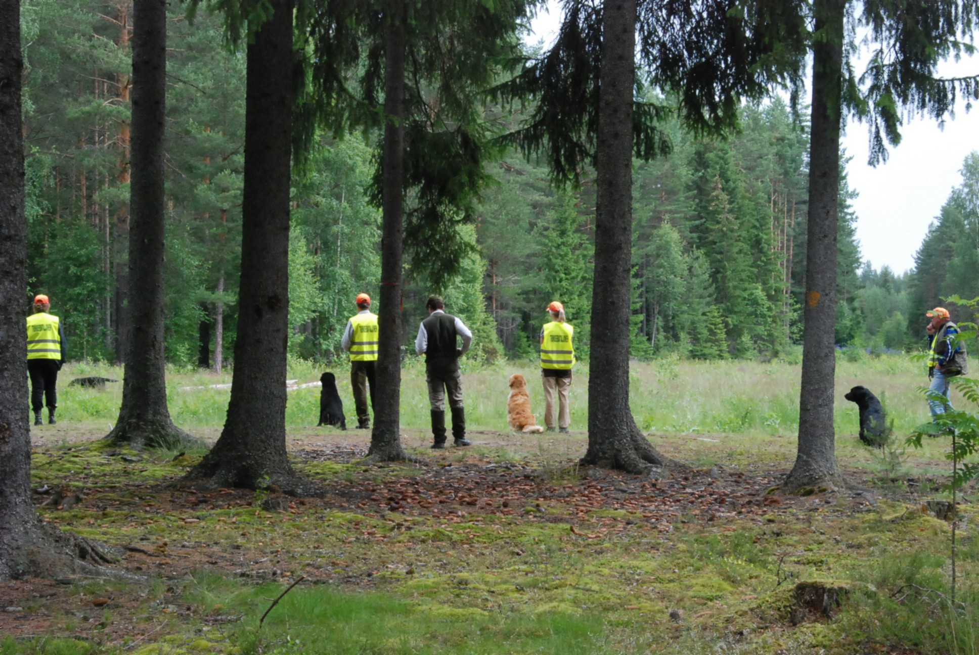 Tronderbataljonen